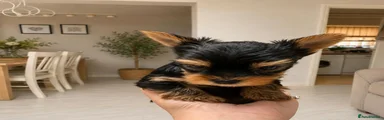 Yorkshire Terrier 1