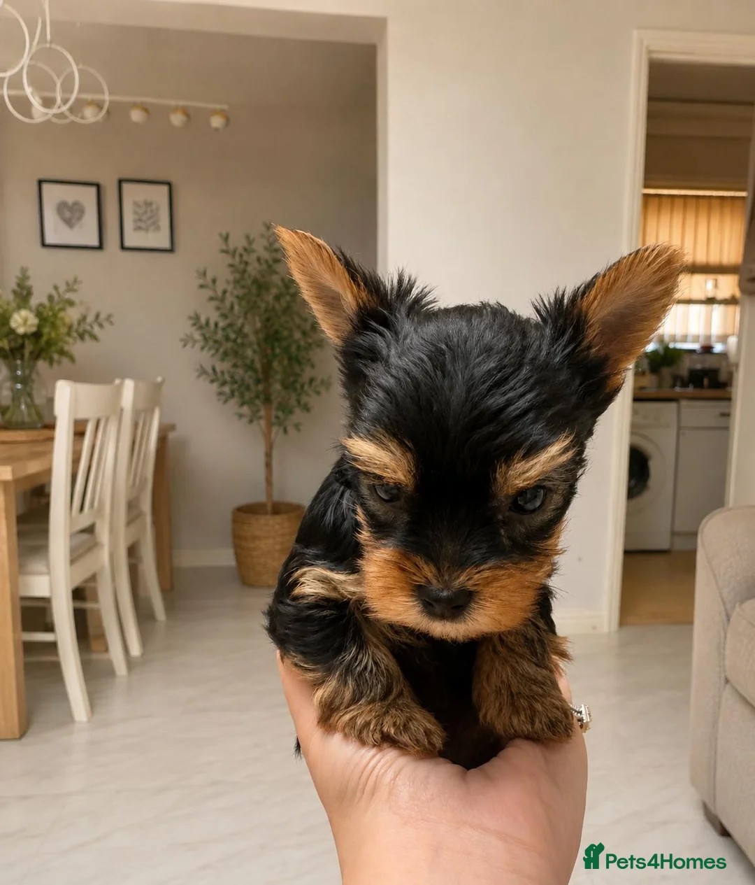 Yorkshire Terrier dogs for sale: Mini Yorkshire Terrier Puppies  - Advert 2