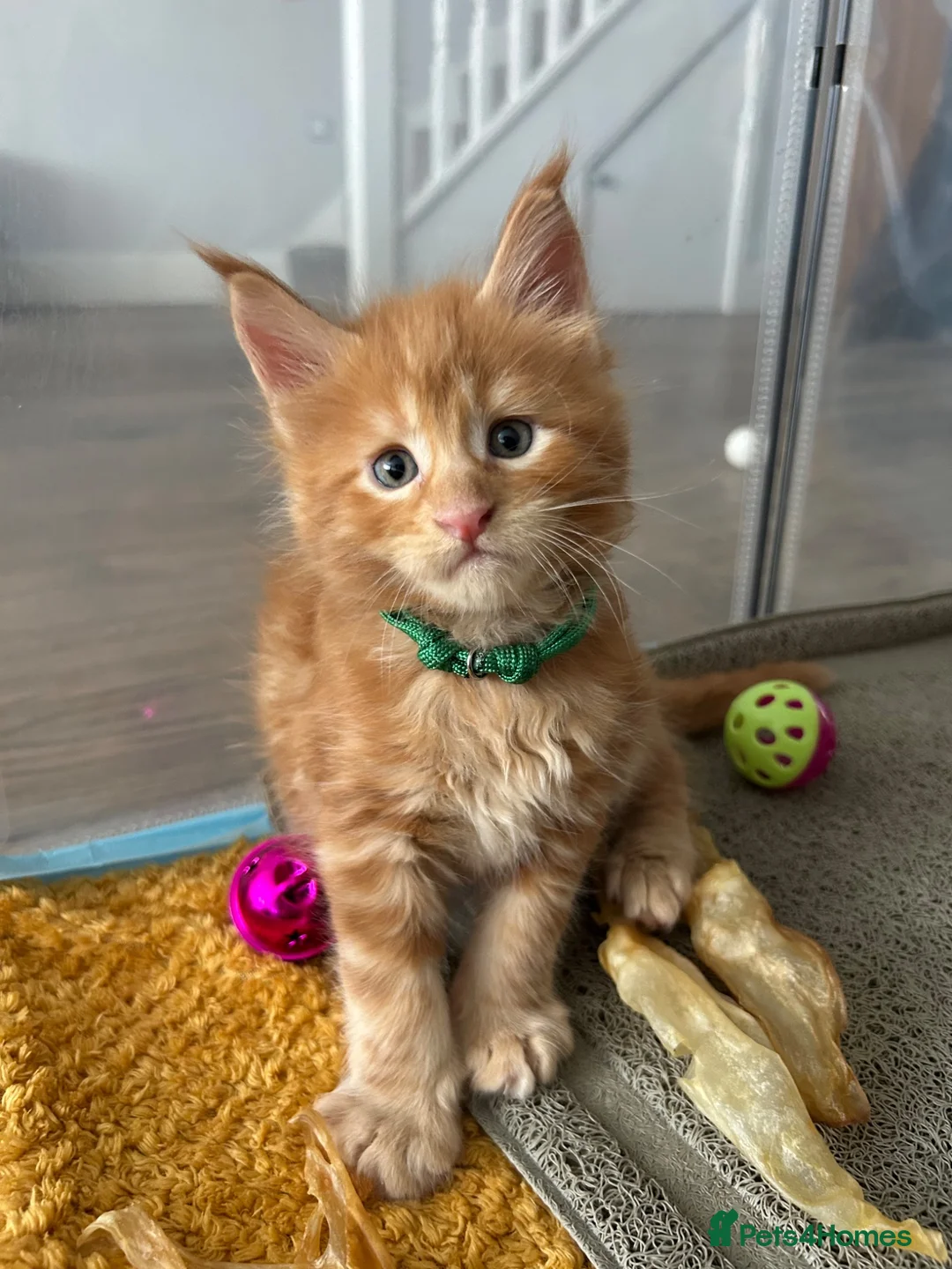 Maine Coon cats for sale: Stunning Red Kittens TICA reg  - Advert 1