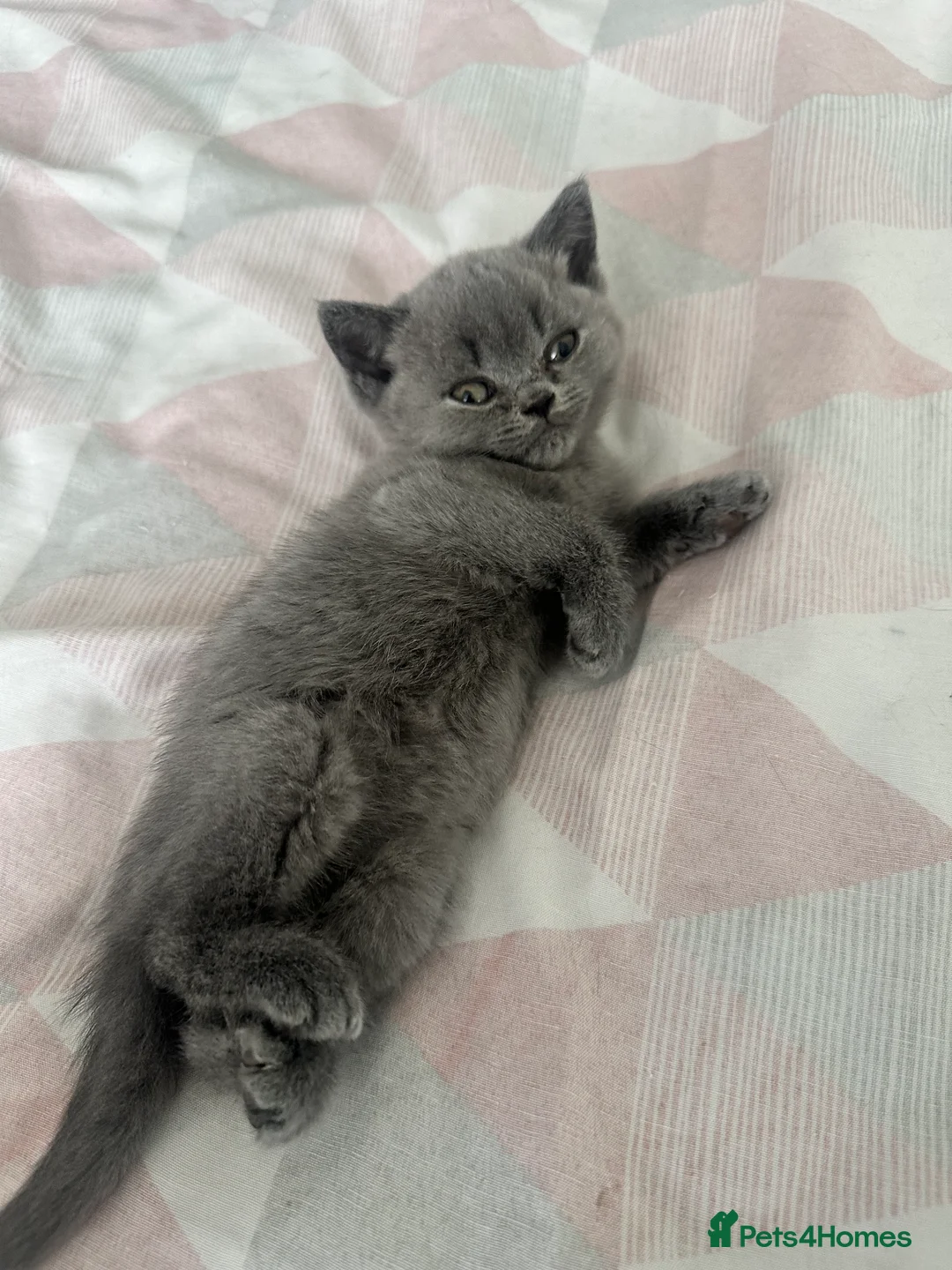 British Shorthair cats for sale: Baby boy  in Newark - Advert 6