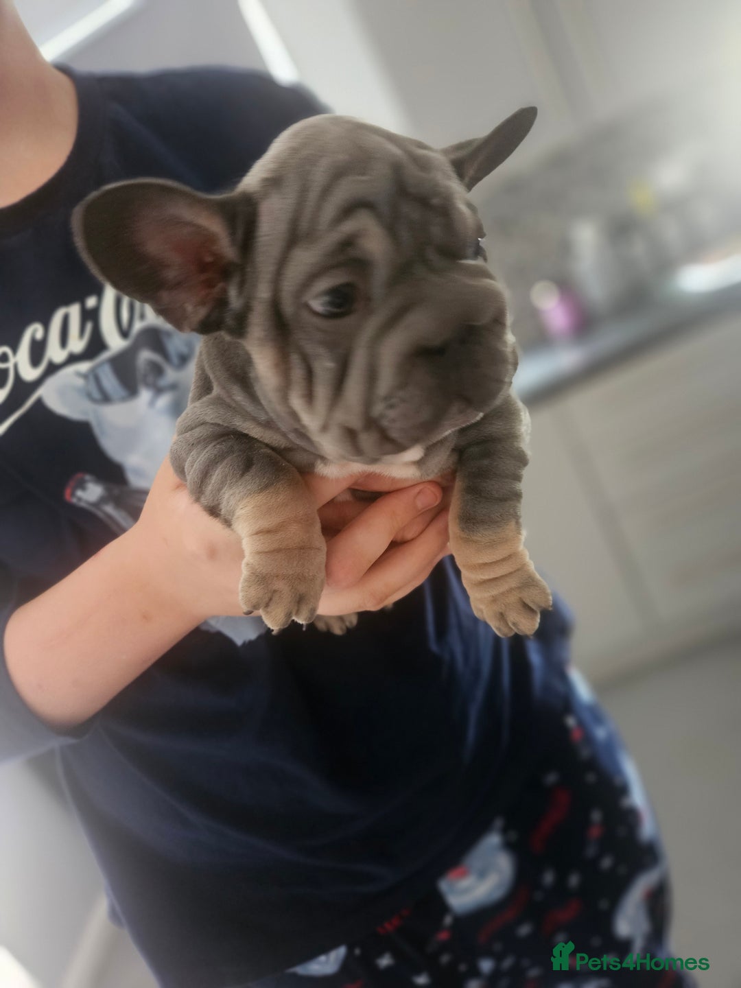 French Bulldog dogs for sale:  Beautiful french bulldog puppies for sale - Image 19