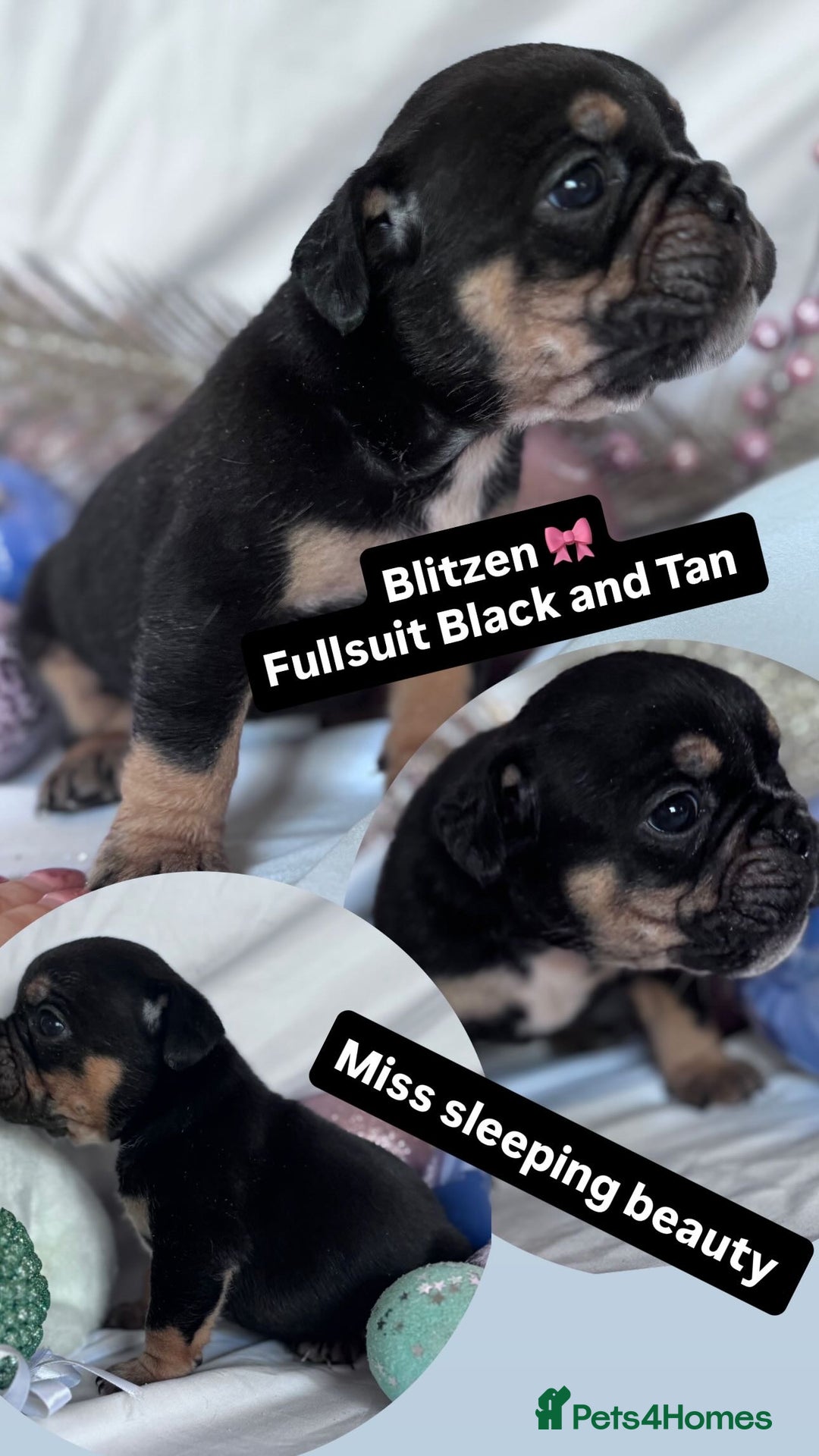 English Bulldog dogs for sale: 11 wonderful healthy happy bulldog babies  - Advert 4