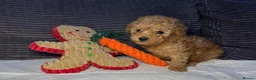 Toy Poodle dogs for sale: Tiny toy poodle puppies - Advert 16
