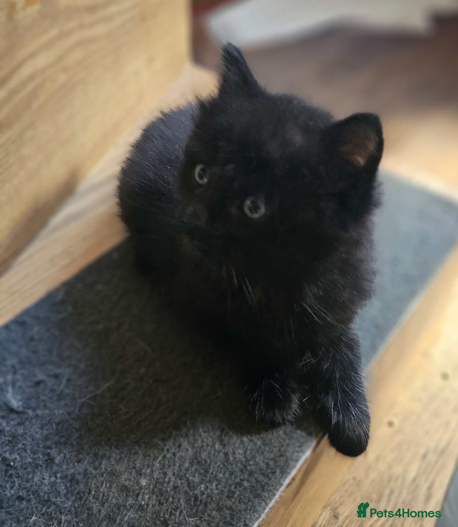 Mixed Breed cats Kittens for Sale 🐾 - Advert 2