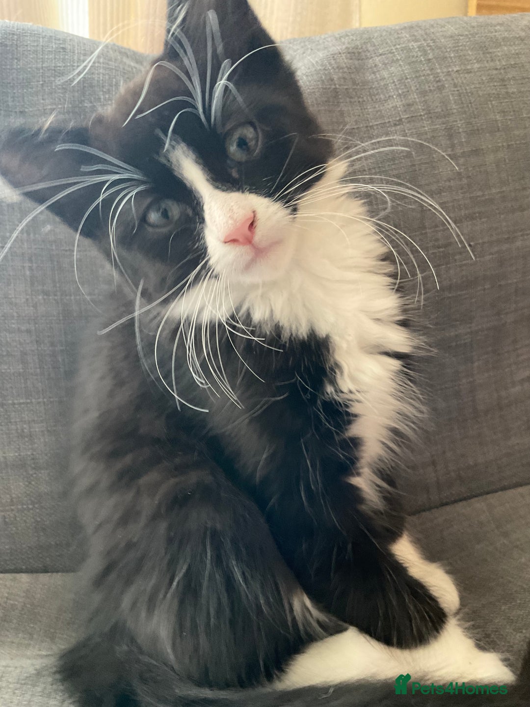 Siberian cats for sale: 🐾 Siberian X Tuxedo Boy*vaccinated health checked - Advert 1