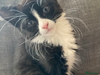 Siberian cats 🐾 Siberian X Tuxedo Boy*vaccinated health checked - Advert 1