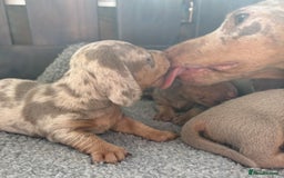 Miniature Dachshund dogs for sale: Beautiful teeny tiny Isabella mini dachshunds  - Image 4