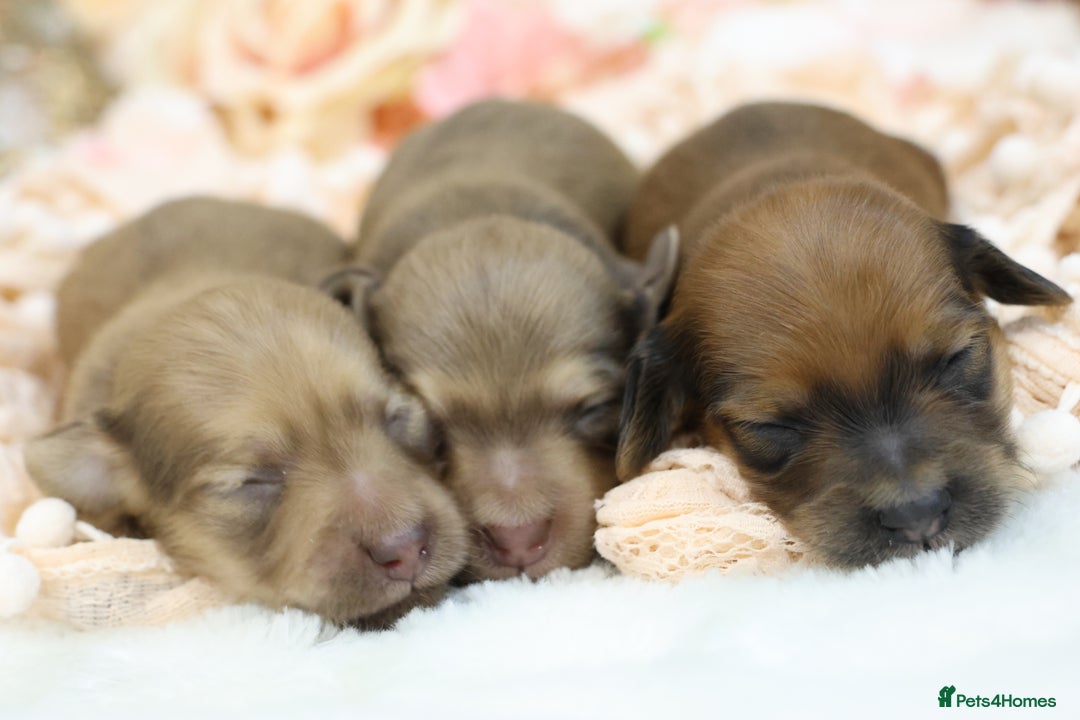 Miniature Dachshund dogs for sale: KC Miniature Dachshund Puppies - Advert 9