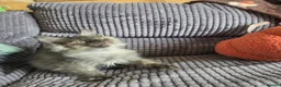 Maine Coon cats for sale: Title 2 x Maine Coon Kittens ONLY FEMALES LEFT - Advert 13