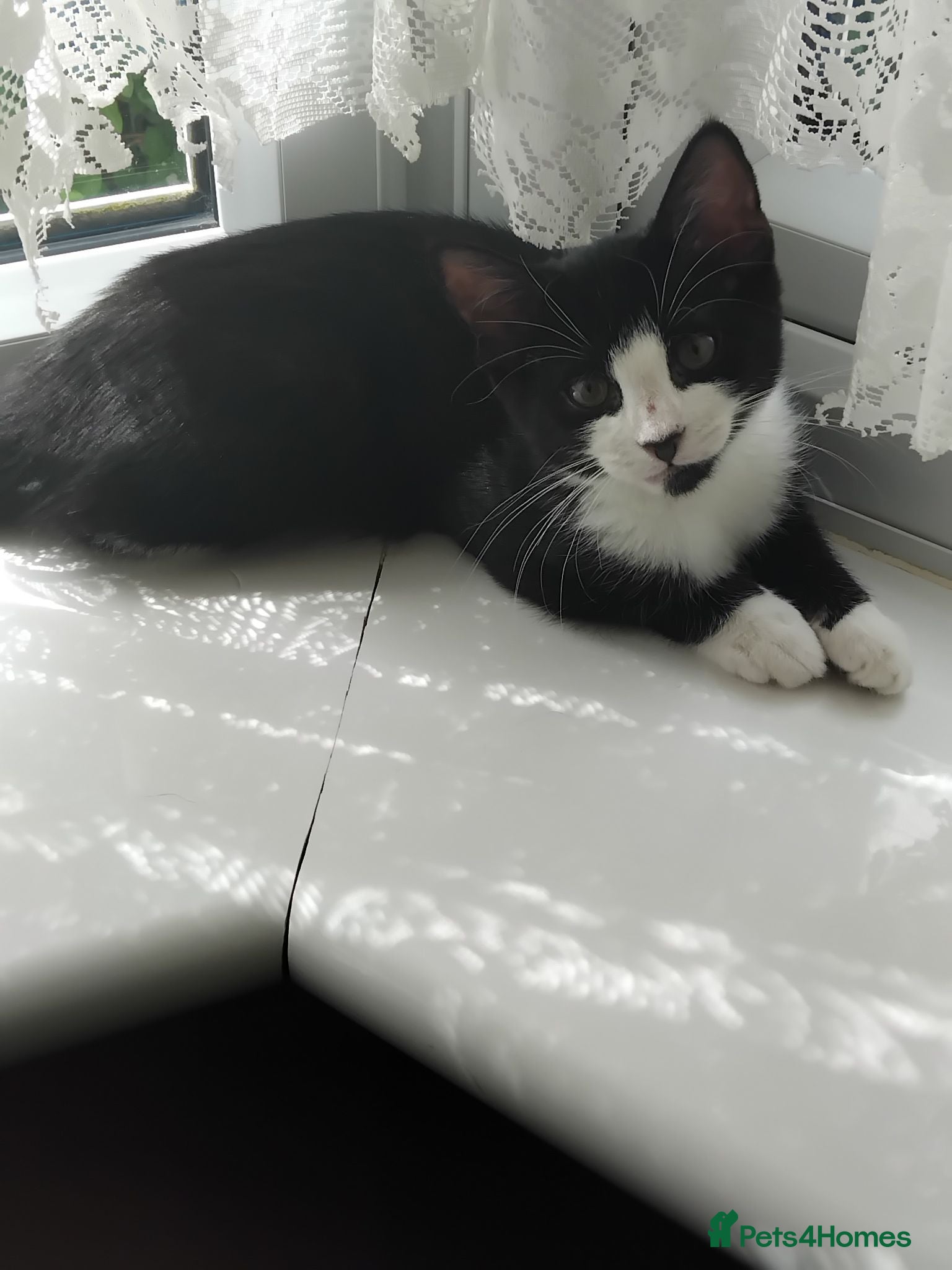 Mixed Breed cats Lovely female bengal x kitten for sale. - Advert 12
