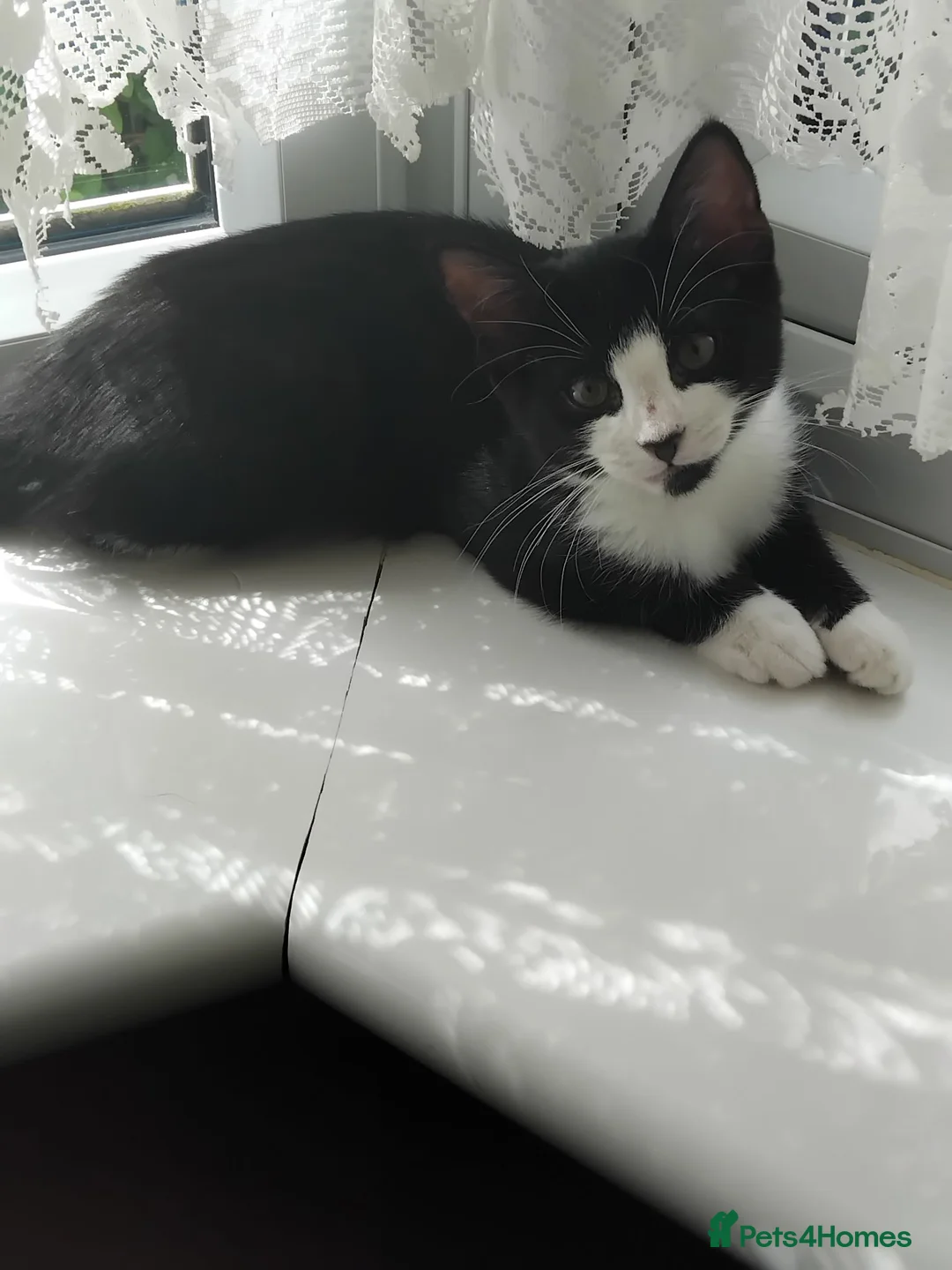 Mixed Breed cats for sale: Lovely female bengal x kitten for sale. - Advert 1