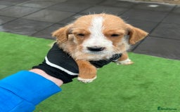 Mixed Breed dogs for sale: Here we have our last 3 pups of our litter  - Image 5