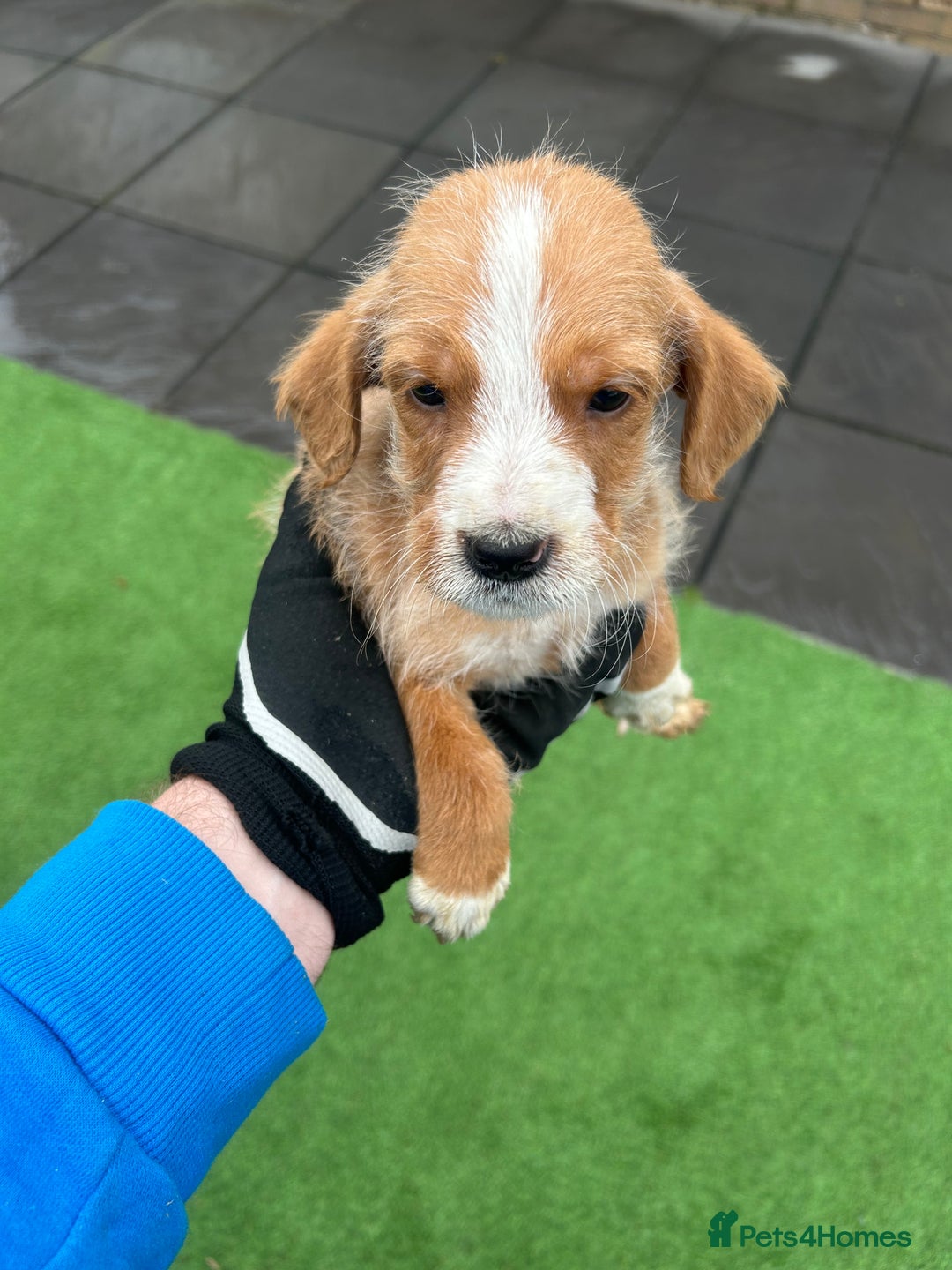 Mixed Breed dogs for sale: Here we have our last 3 pups of our litter  - Image 5