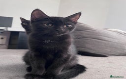 Ragdoll cats for sale: 🏡 Loving Homes Needed - Image 3
