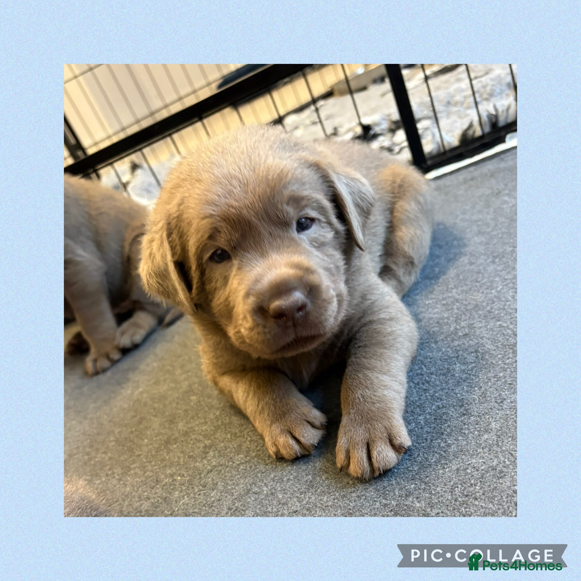 Labrador Retriever dogs KC REG top quality chunky silver Labrador puppies  - Advert 7