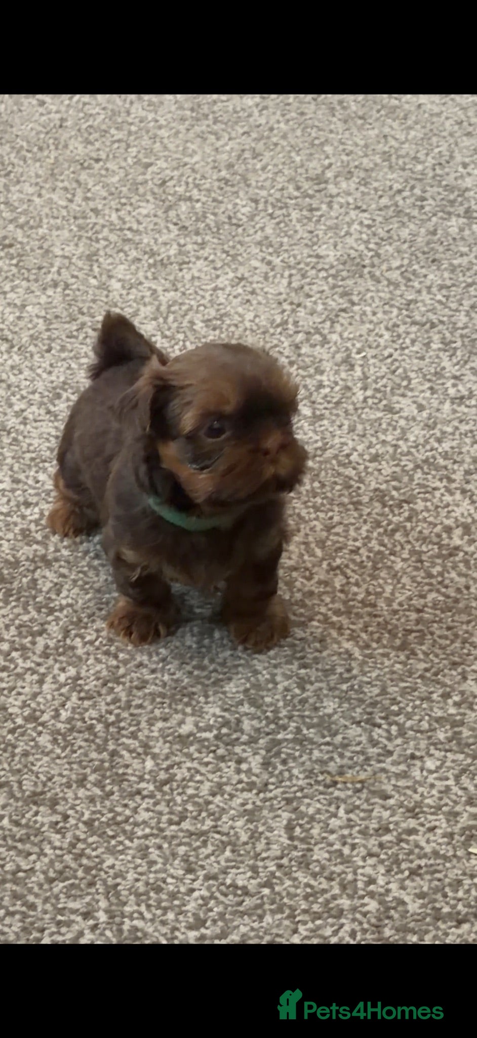 Shih Tzu dogs Karashishi Full KC imperial Shih-Tzu pups for sale - Advert 1