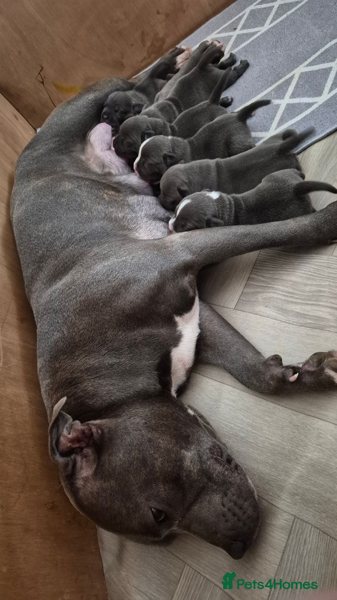Staffordshire Bull Terrier dogs KC Registered Staffordshire Bull Terrier Puppies - Advert 2