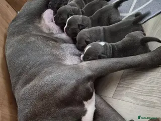 Staffordshire Bull Terrier dogs KC Registered Staffordshire Bull Terrier Puppies - Advert 2