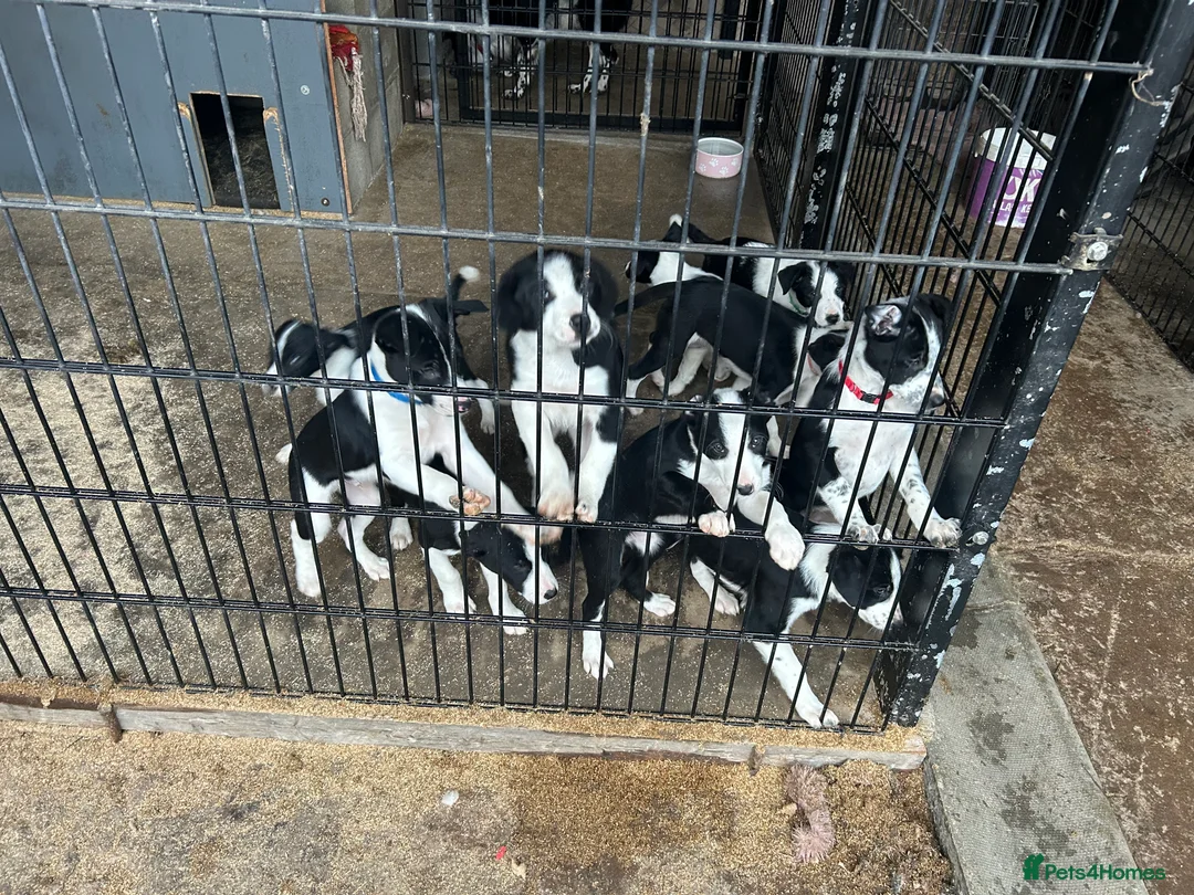 Border Collie dogs for sale: Working Border Collie puppies  - Advert 3
