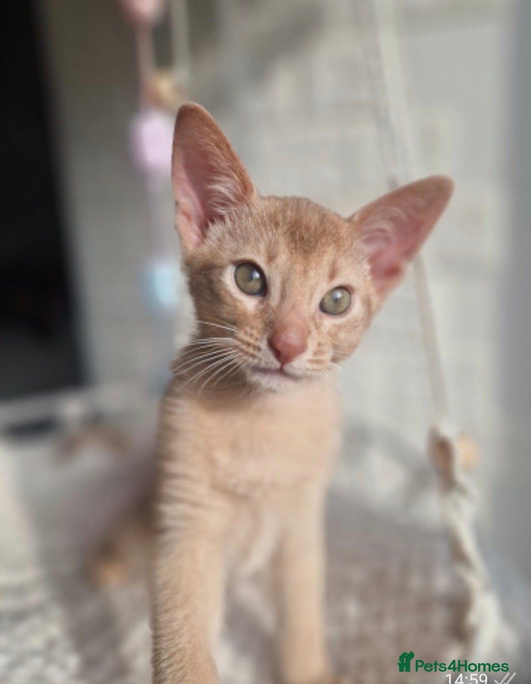 Abyssinian cats Abyssinian  - Advert 5