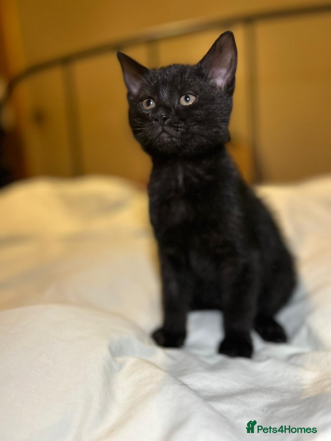 Russian Blue cats for sale: Russian blue kittens  - Advert 4