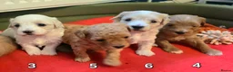 Maltipoo dogs for sale: Loving F2 Maltipoo Puppies Raised at Home 🐾 - Advert 3