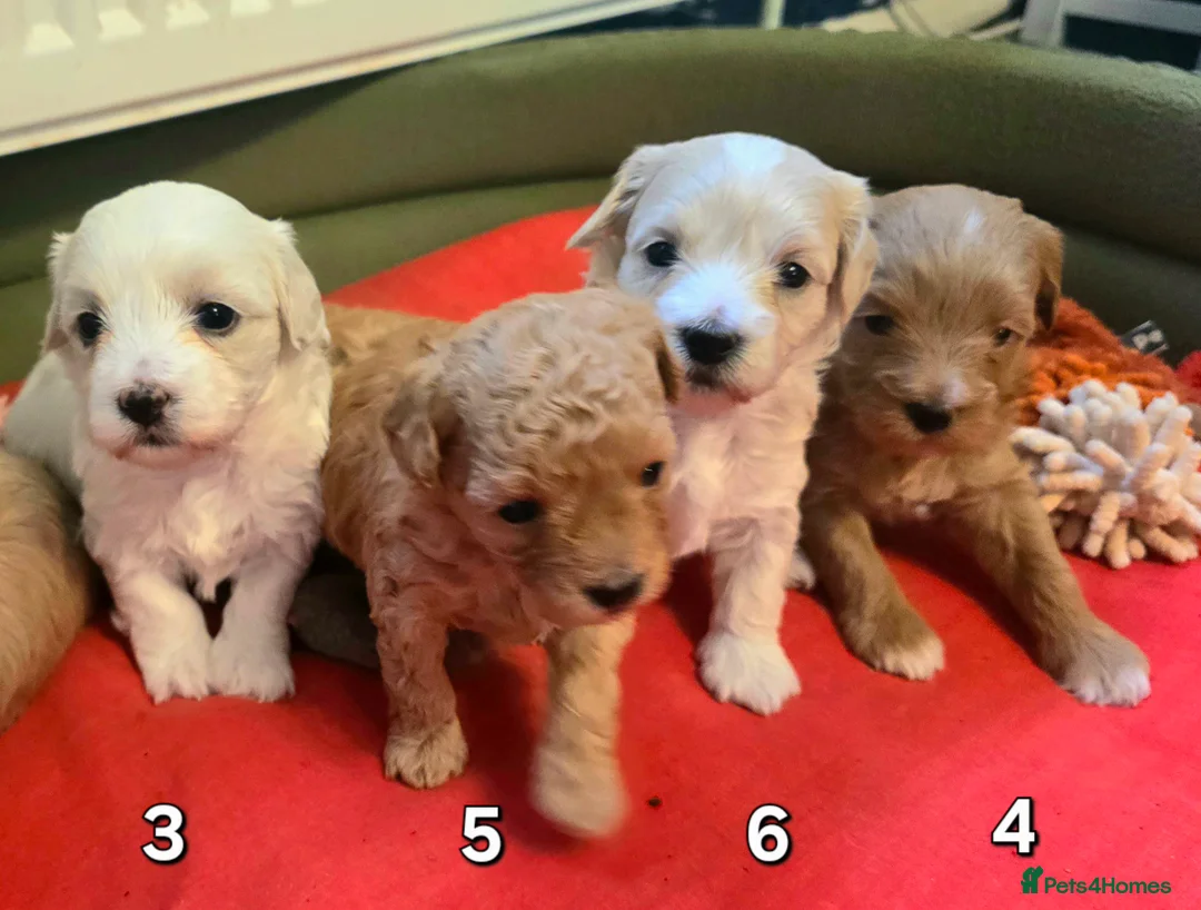 Maltipoo dogs for sale: Loving F2 Maltipoo Puppies Raised at Home 🐾 - Advert 3