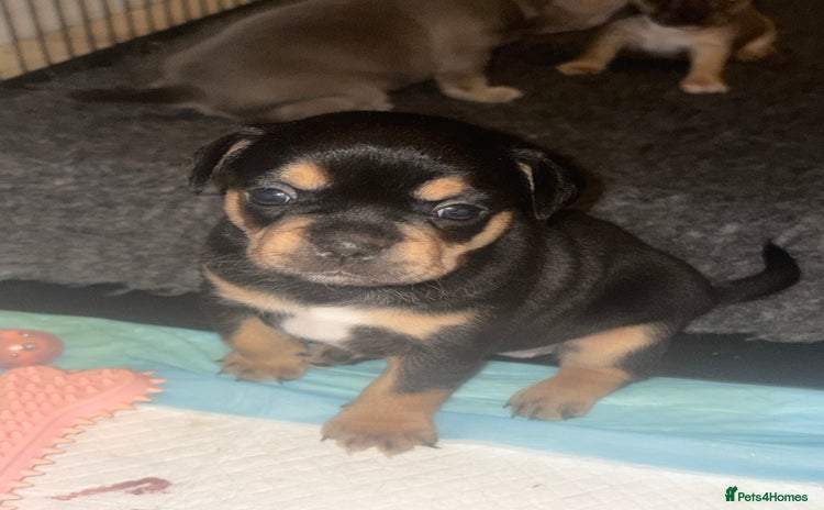 Mixed Breed dogs - Advert 5