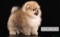 Pomeranian dogs for sale: SOLD NEXT LITTER COMING SOON  - Image 3