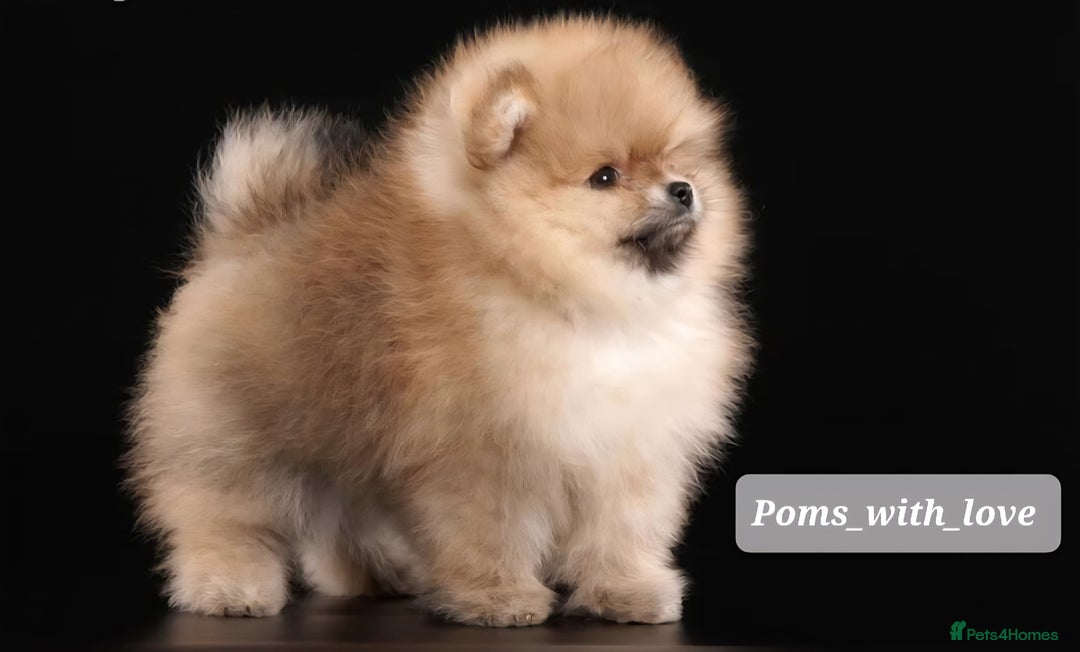 Pomeranian dogs for sale: SOLD NEXT LITTER COMING SOON  - Image 3