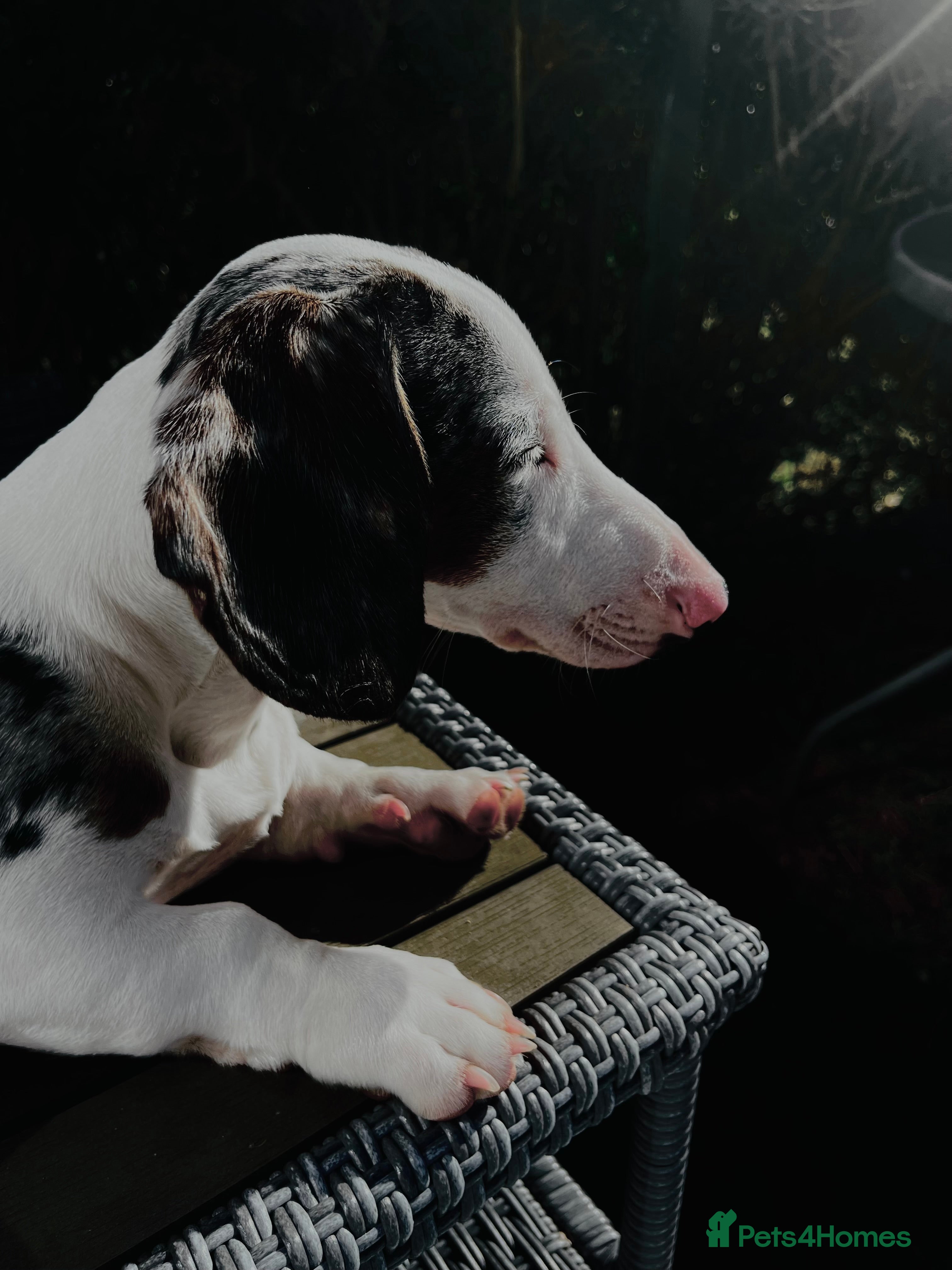 Dachshund dogs Standard size dashound looking for loving home  - Advert 2