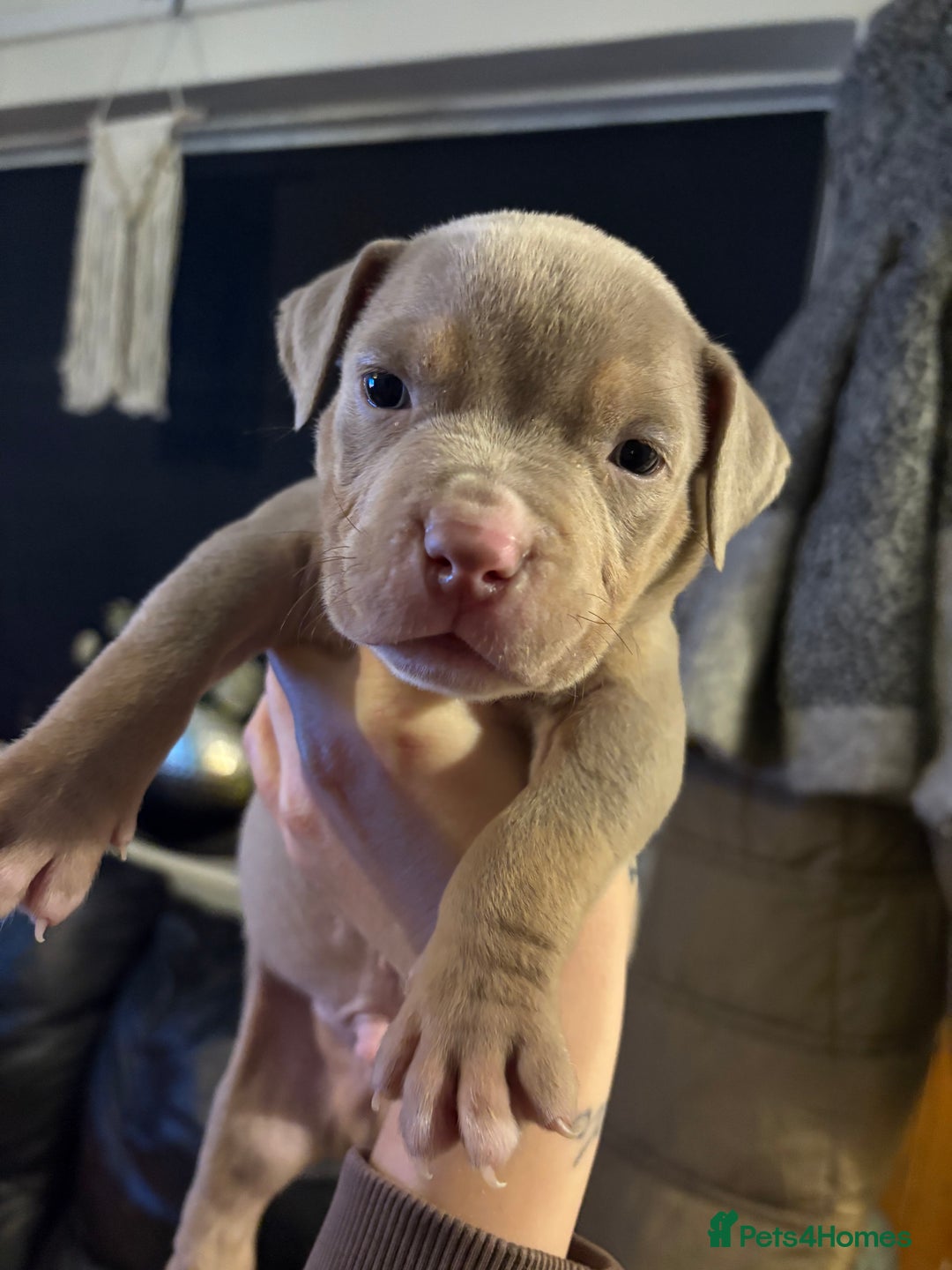 American Bully dogs for sale: American bully standard puppies  - Advert 5