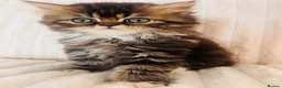 Persian cats for sale: Gorgeous Persian Kittens  - Advert 10