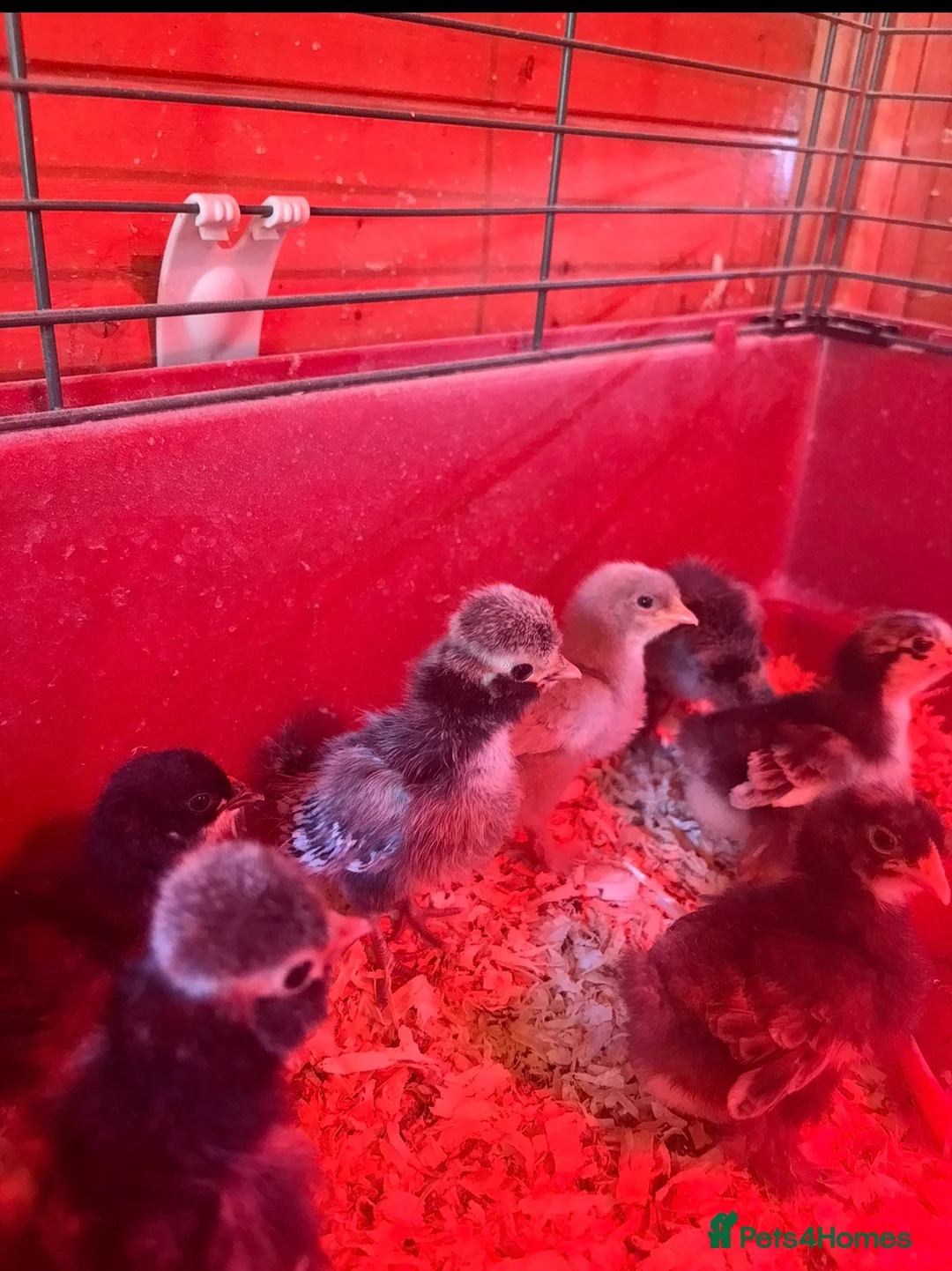 Chickens poultry for sale: Various chickens available  - Advert 6