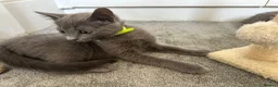 Russian Blue cats for sale: Russian Blue Kittens - Advert 31