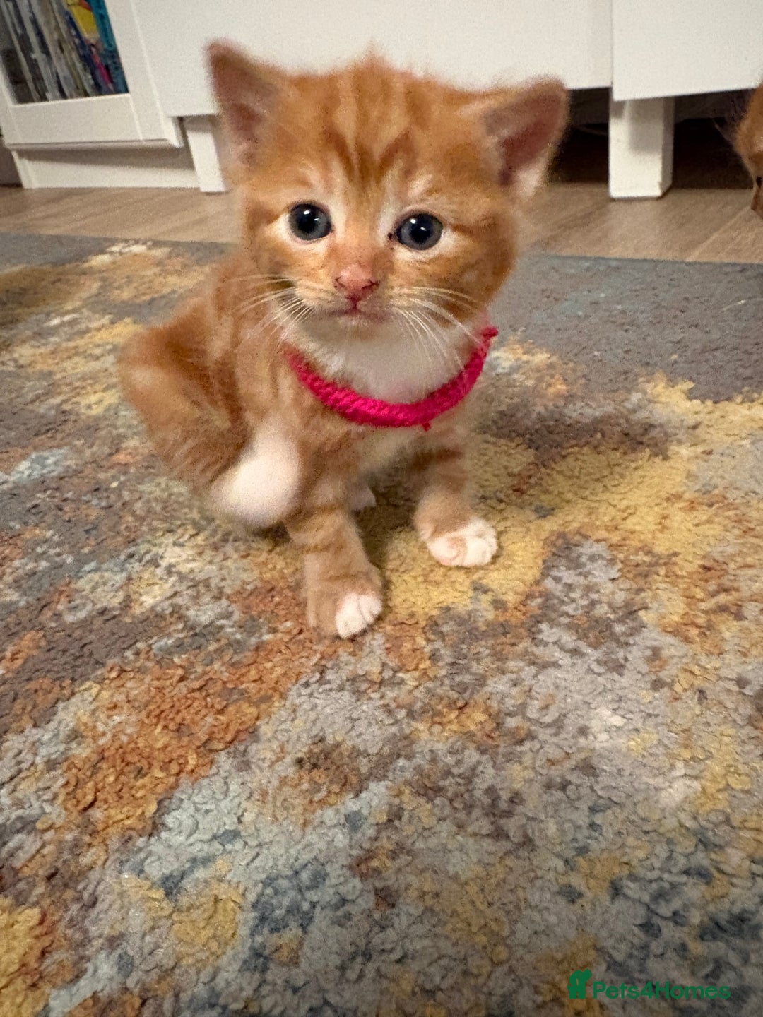 Mixed Breed cats for sale: Now Reserved Beautiful Ginger Male Kitten 4 weeks - Advert 11