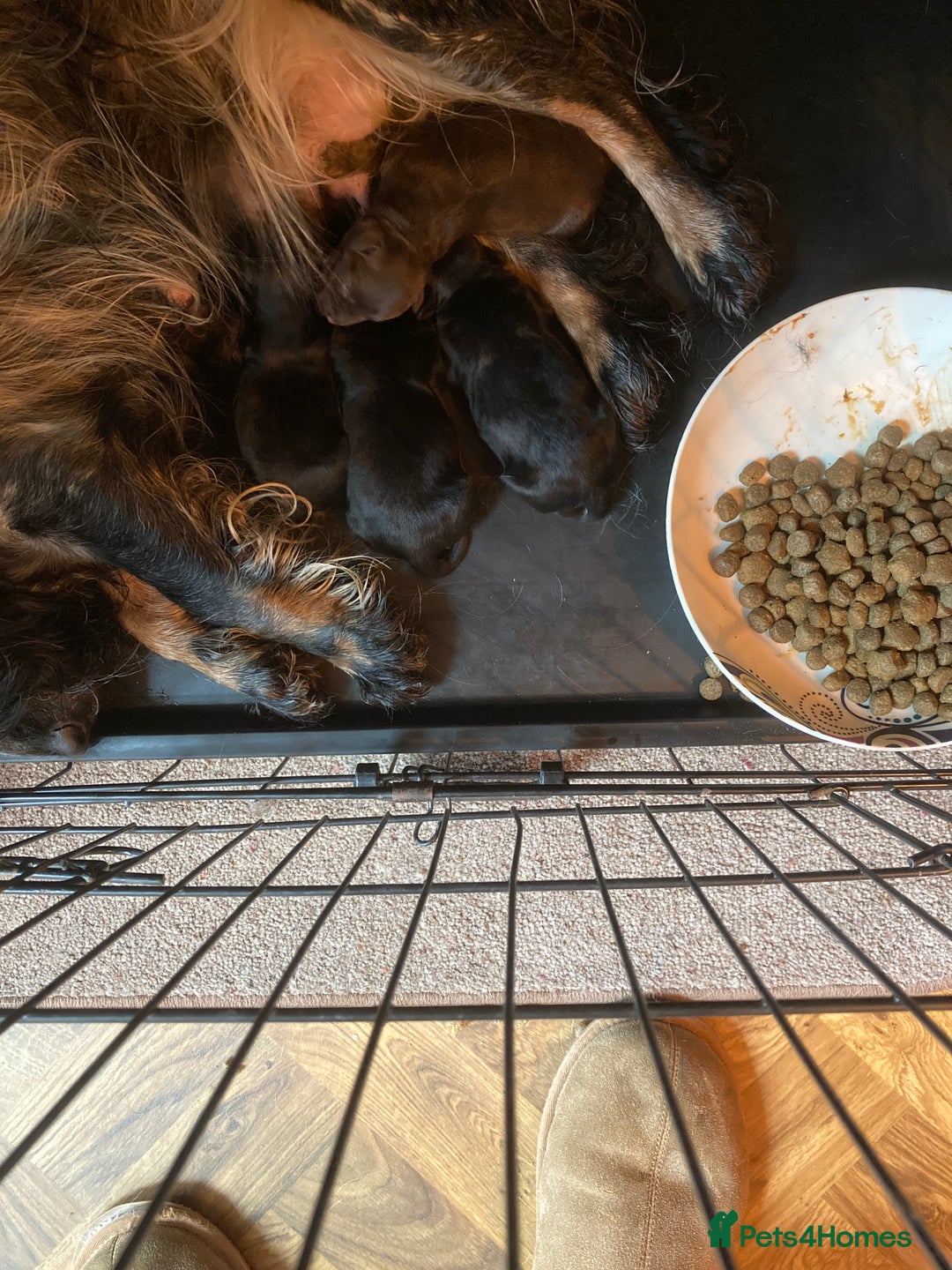 Cockapoo dogs for sale: Stunning Litter of Phantom F1 Cockapoo Puppies - Image 3
