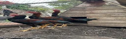 Chickens poultry for sale: O-Shamo Hens and Cockerels in Bridgwater - Advert 2