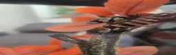 Skink reptiles for sale: Pink tongue skinks - Advert 1