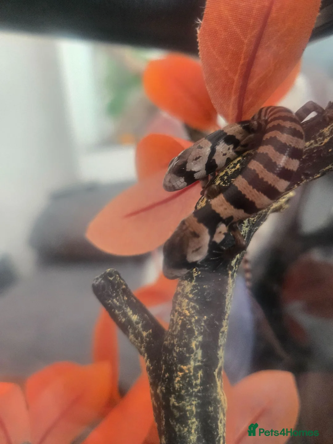 Skink reptiles for sale: Pink tongue skinks - Advert 1
