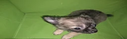 Chihuahua dogs for sale: Quality KC registered puppies  in Chatham - Advert 15