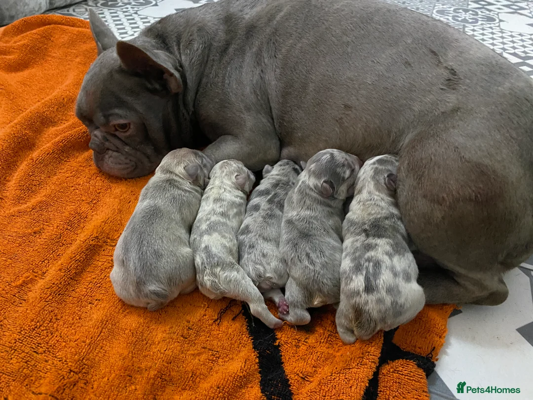 French Bulldog dogs for stud: HEALTH TESTED BLUE MERLE & TAN STUD CARRYING COCOA in Boston - Advert 5