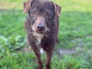 Patterdale Terrier dogs Little Dolly the Patterdale - Advert 18