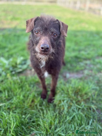 Patterdale Terrier dogs - Advert 2