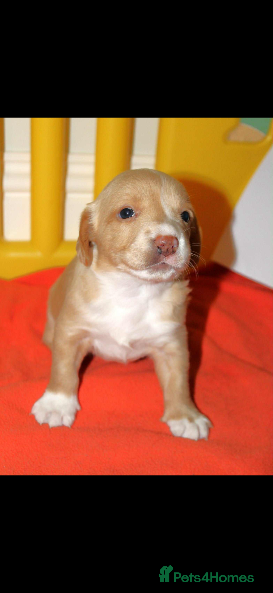 Cockerdor dogs for sale: Lovely Cockerdor puppies for sale  - Advert 16