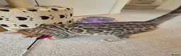 Bengal cats for sale: Stunning Pedigree Bengal Kittens - Advert 7