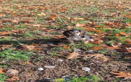 Cocker Spaniel dogs for sale: Sweet Cocker -Raised with Care, Ready to Cuddle - Image 4