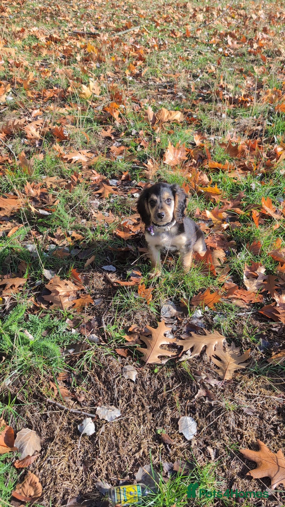 Cocker Spaniel dogs for sale: Sweet Cocker -Raised with Care, Ready to Cuddle - Image 4