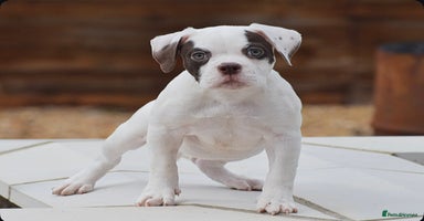 Old Tyme Bulldog dogs - Advert 5