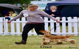 Mixed Breed dogs for sale: Outstanding sprollies pups for sale  - Image 9